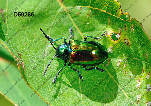 Chrysochus auratus